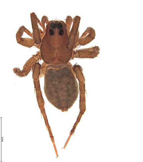 cunicularia