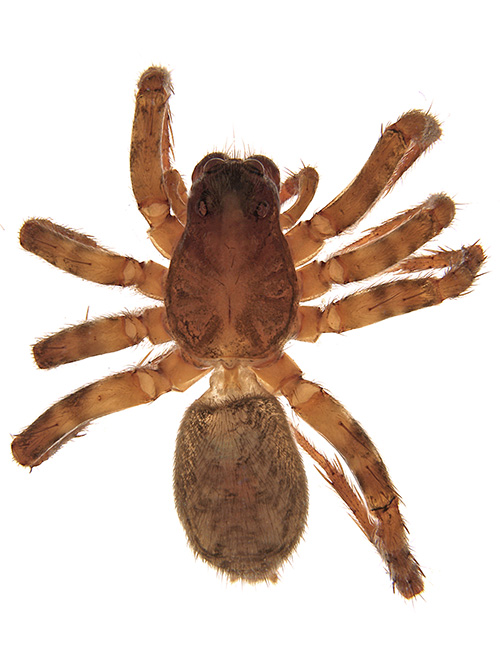 geniculata