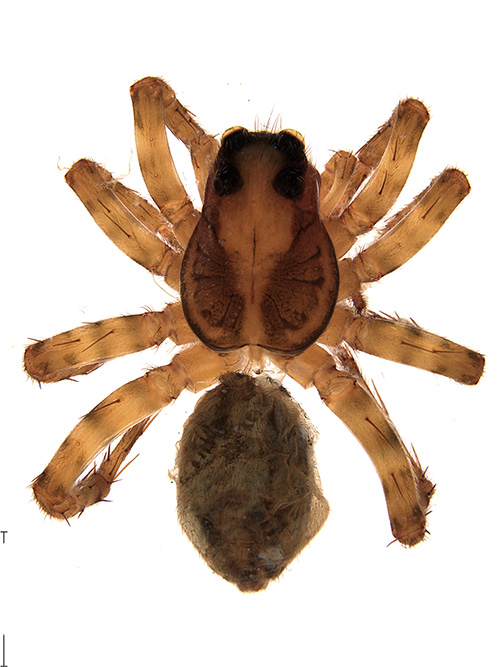 globula