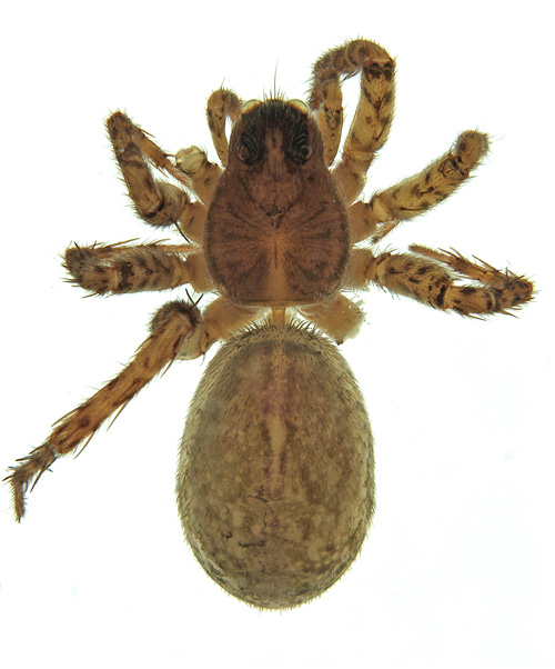 halterata