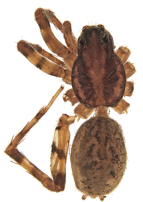 limitata