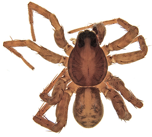 lingulata