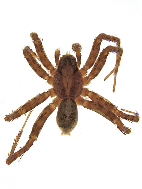 nasuta