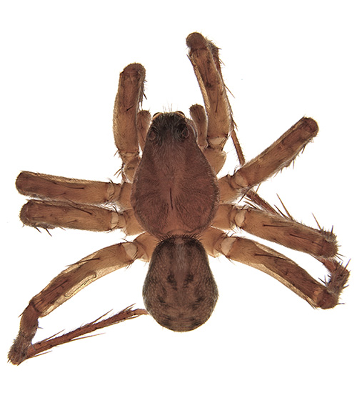 orcina