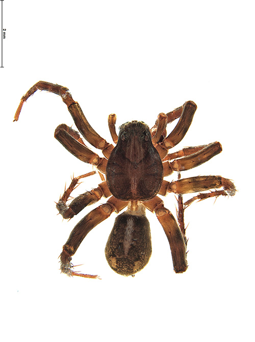 pedroi