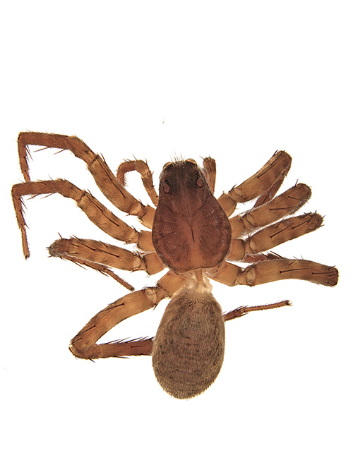 proboscidea