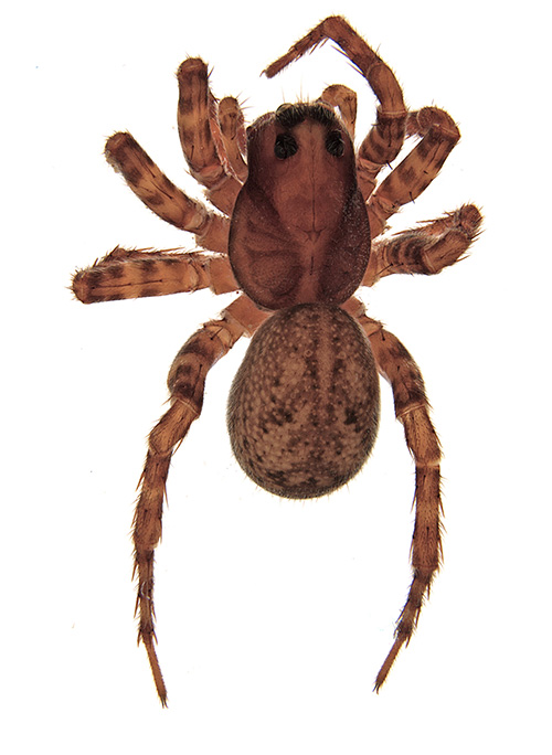 reniformis