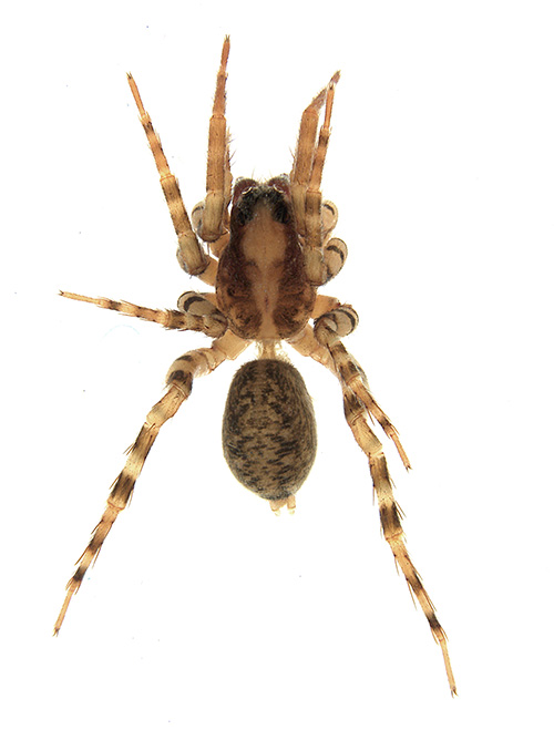 scapulata