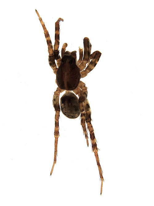 semicircularis