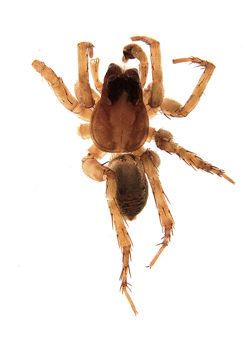 velata